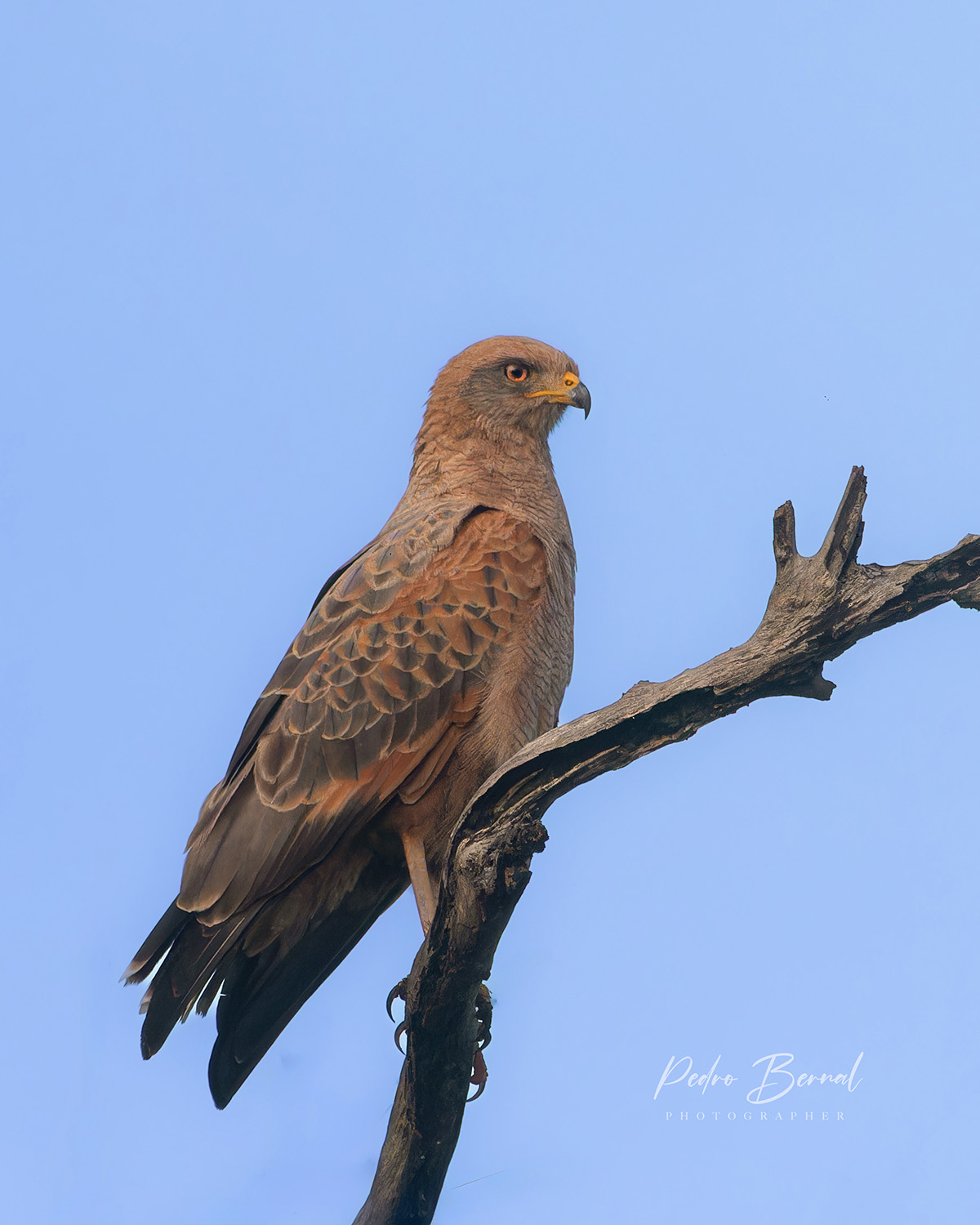Fauna 12