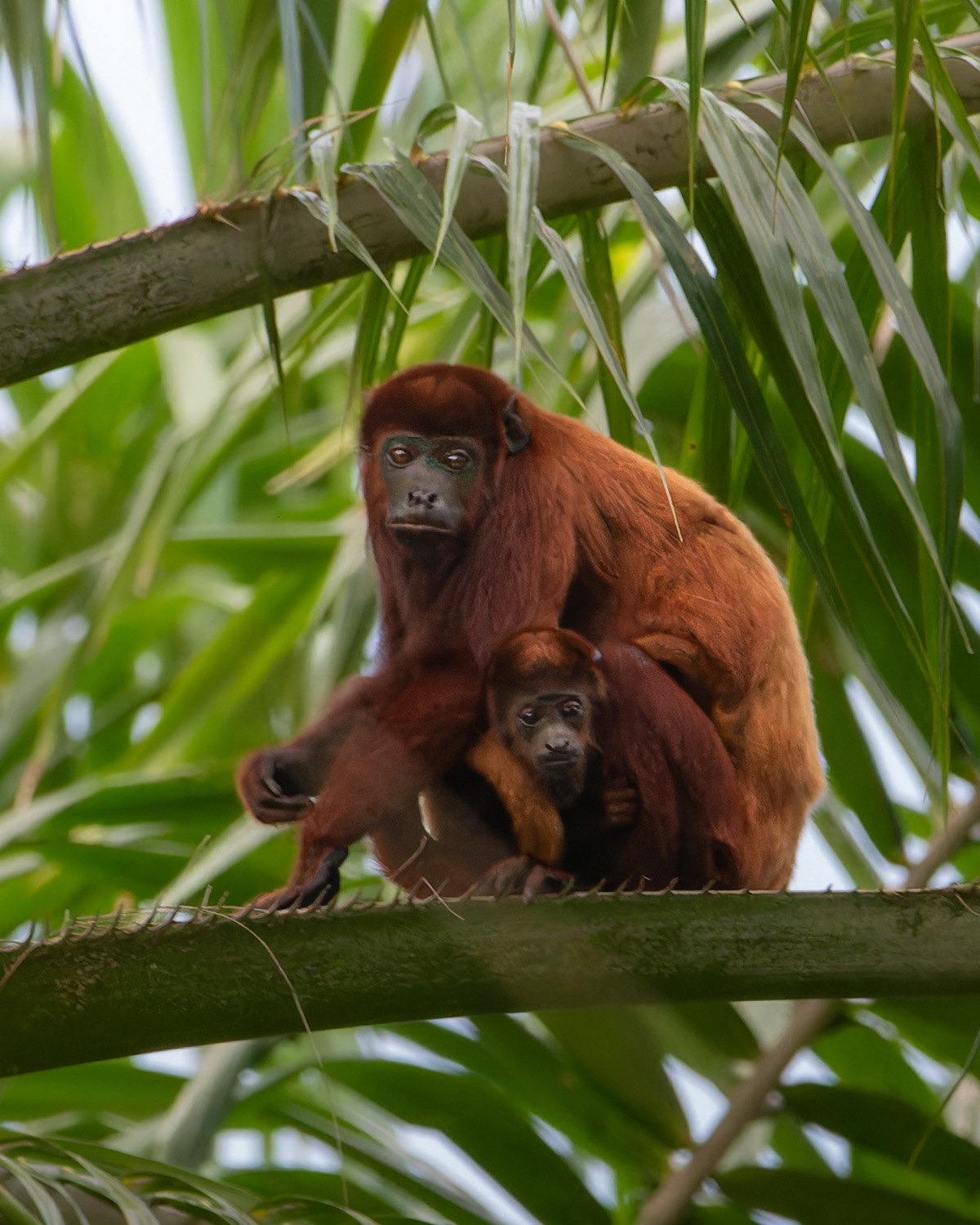 Fauna 13