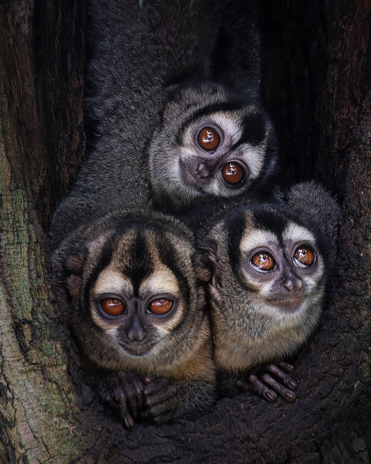Fauna 2