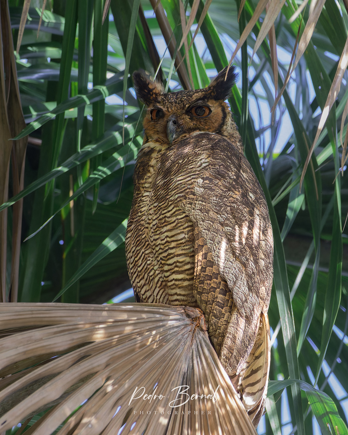 Fauna 3