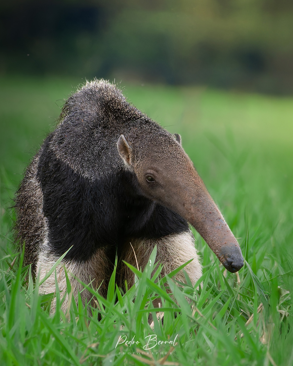 Fauna 4