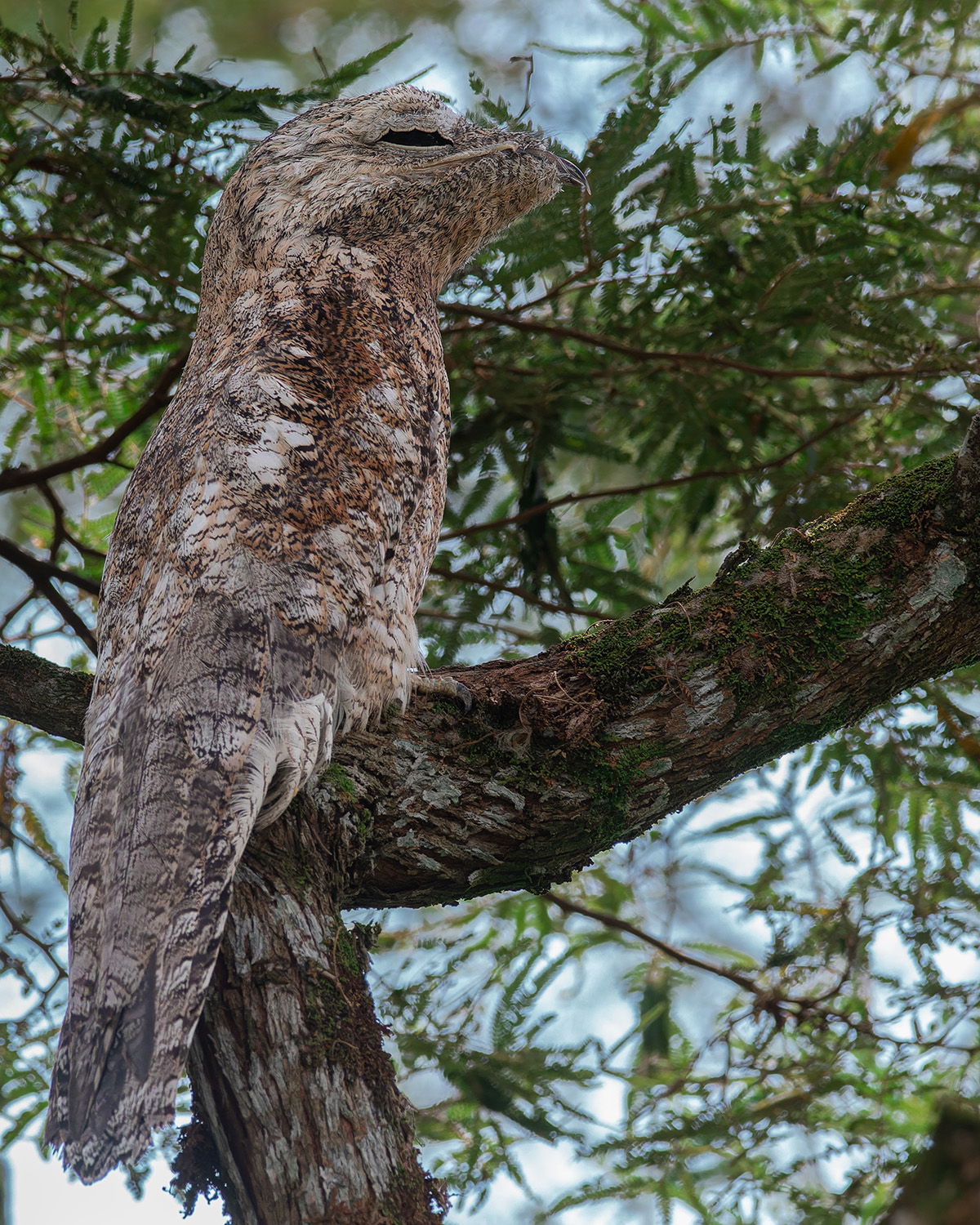 Fauna 7