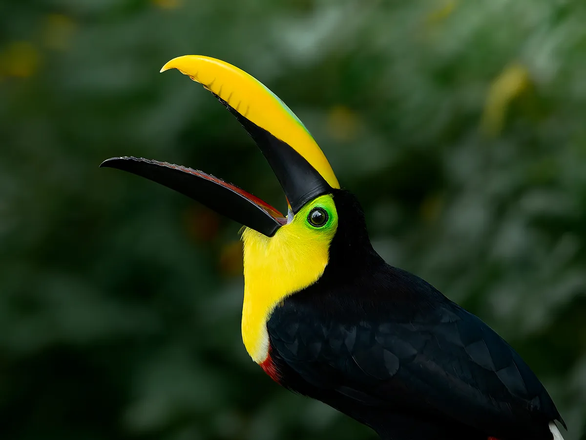 Chocó Endemics