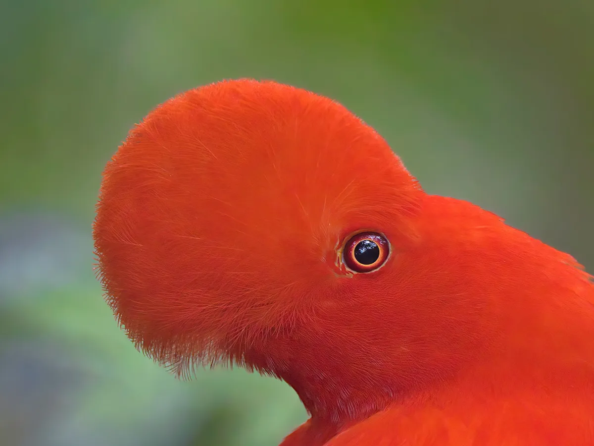 Mindo + Paz de las Aves