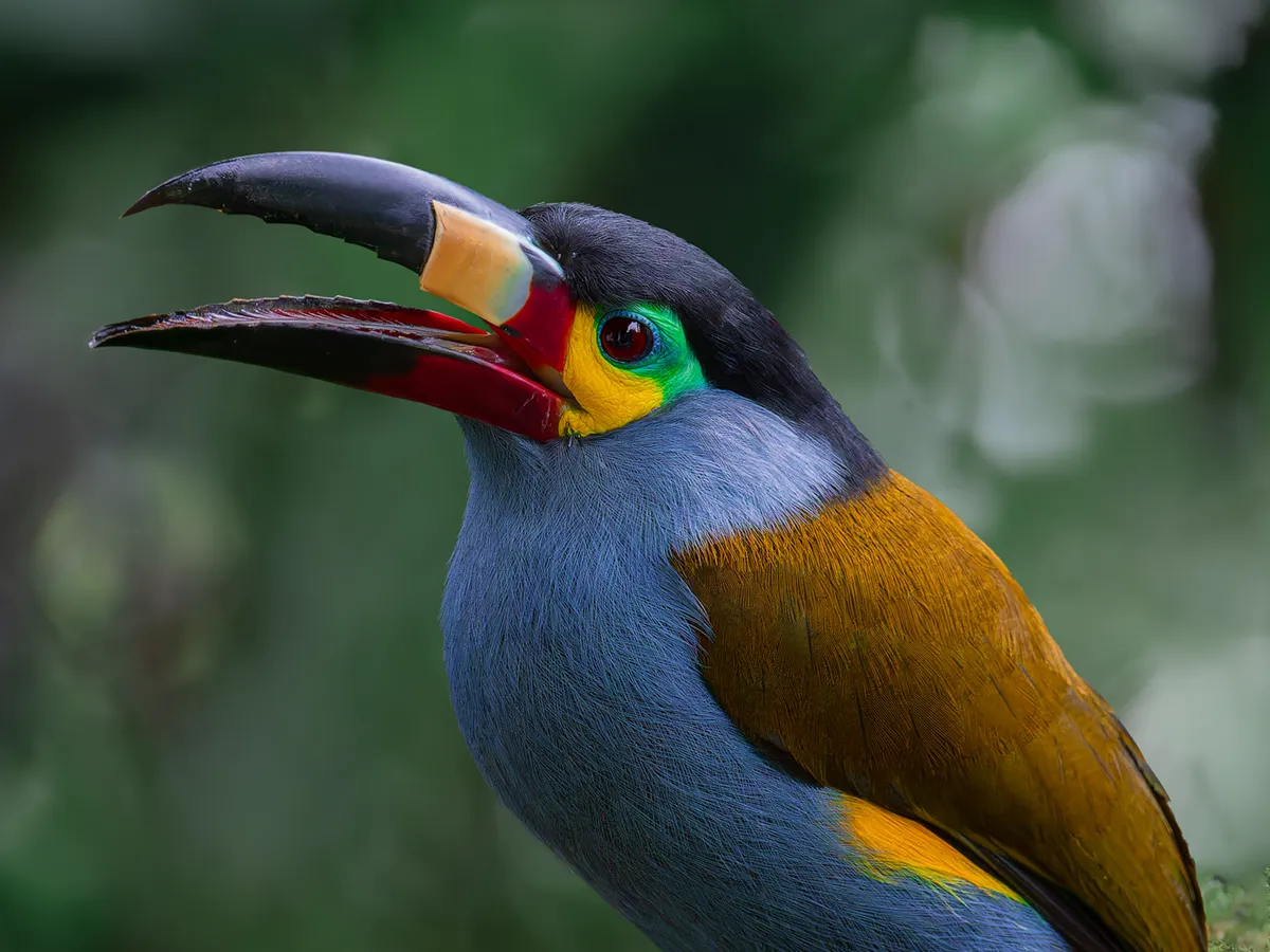 Plate-billed Mountain Toucan