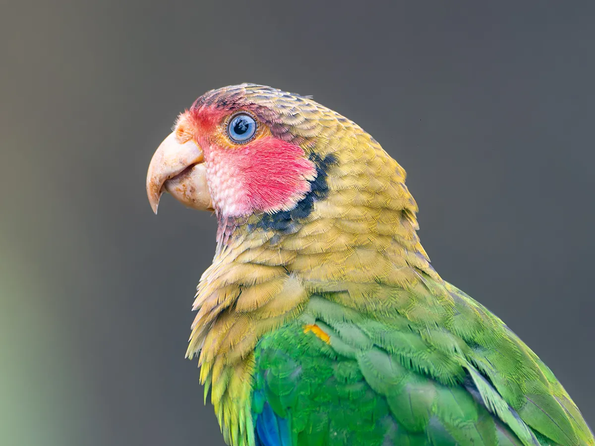 Rose-faced Parrot (Loro Carirrosa) - Mashpi Amagusa, Mindo