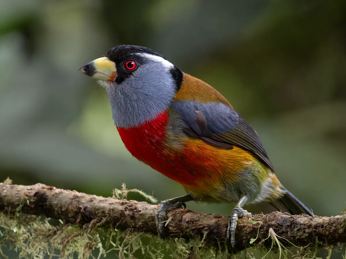 Toucan Barbet