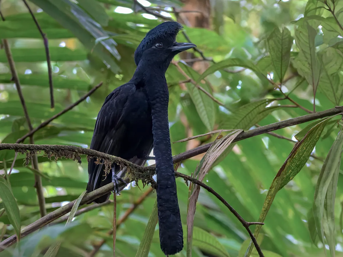 Long-wattled Umbrellabird