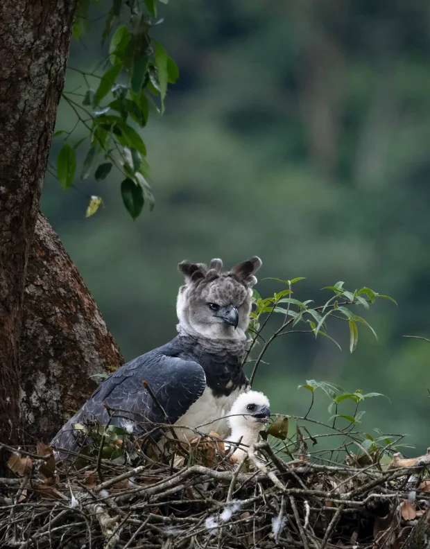 Águila arpía junto a su polluelo blanco en el nido