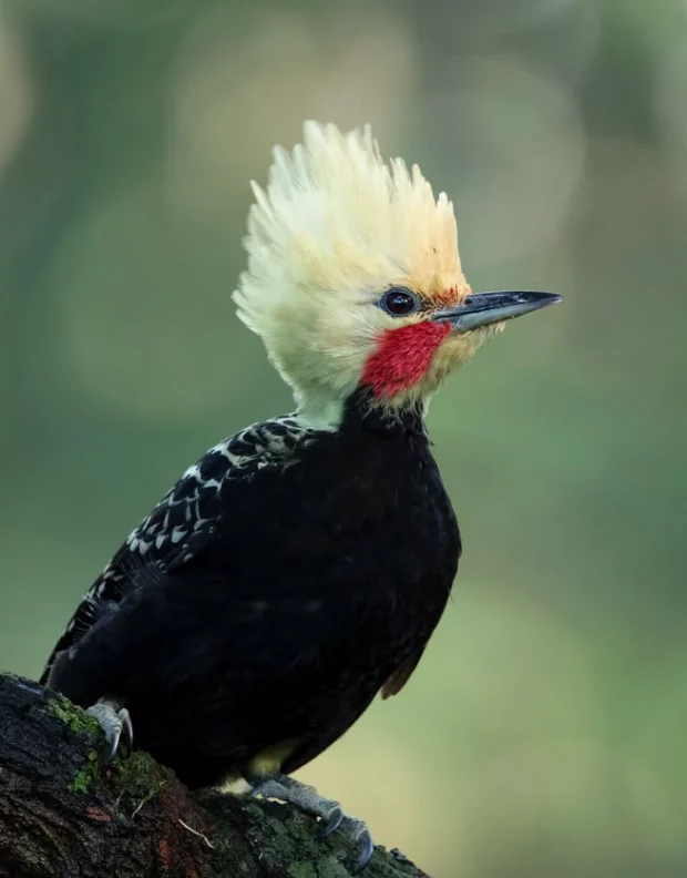 Carpintero negro de cresta rubia y mejilla roja en una rama