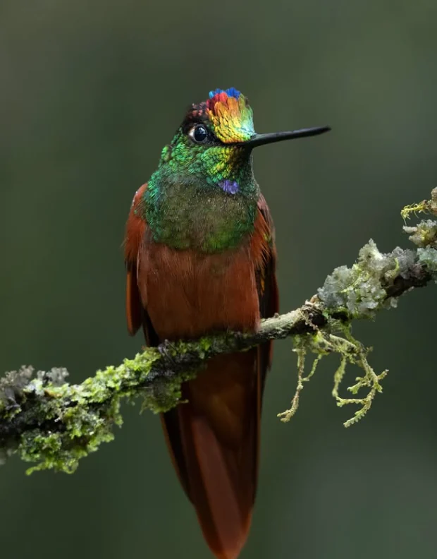 Colibrí de cuerpo rufo y frente de colores iridiscentes posado en una rama con musgo