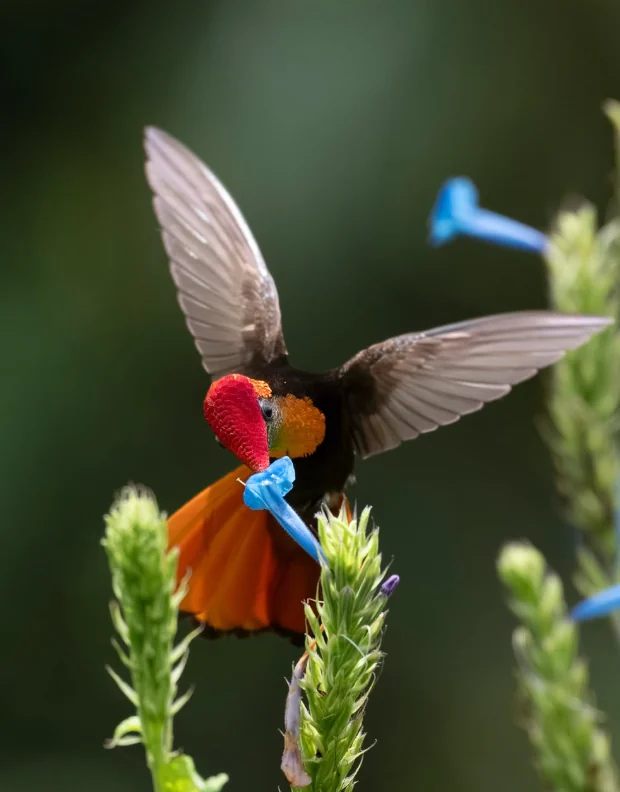 Colibrí de cabeza roja y cola naranja en vuelo frente a una flor azul