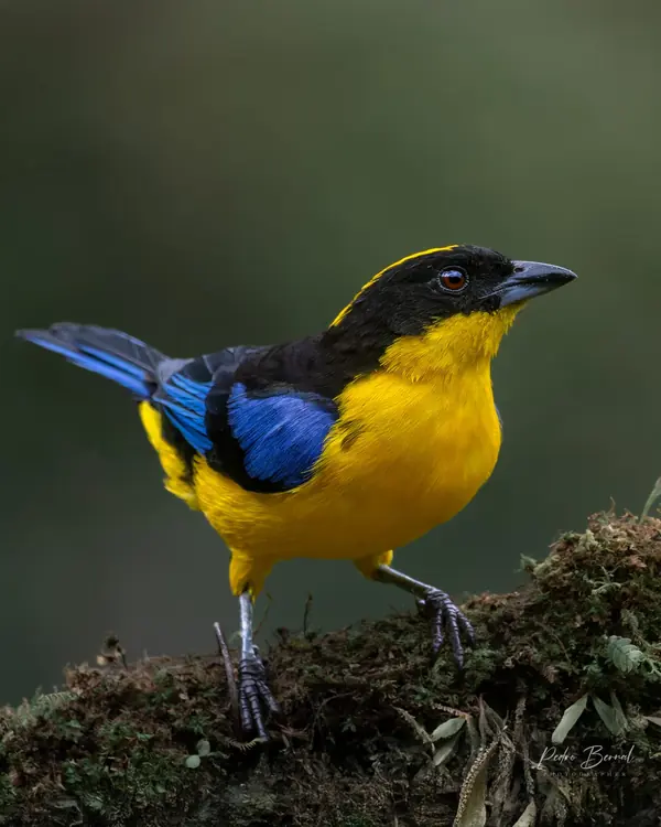 Ave de pecho amarillo y alas azules posada en musgo