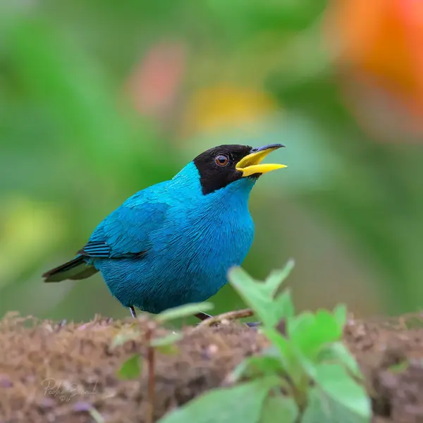 Ave azul turquesa de cara negra con el pico abierto