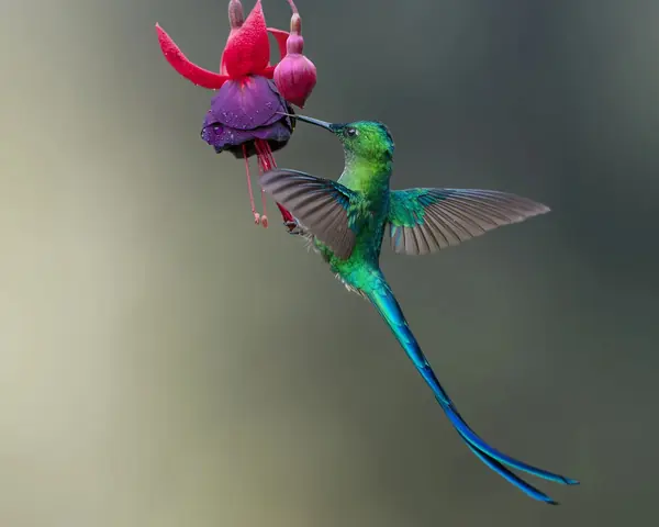 Colibrí de cola larga en vuelo junto a una flor fucsia