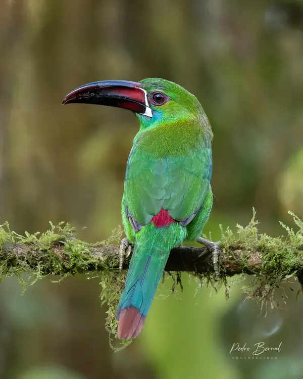 Tucancito verde posado en una rama con musgo